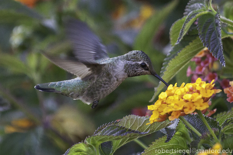 hummer on lantana